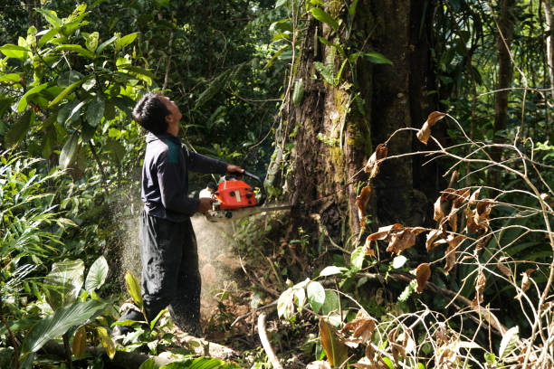 Best Hazardous Tree Removal  in Squaw Valley, CA