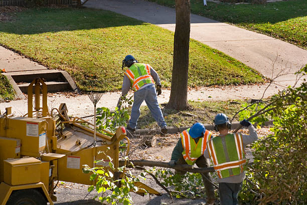 Lawn Pest Prevention in Squaw Valley, CA