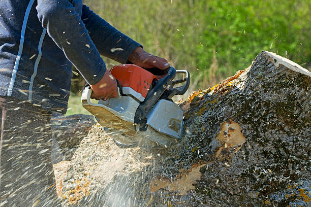 Lawn Grading and Leveling in Squaw Valley, CA